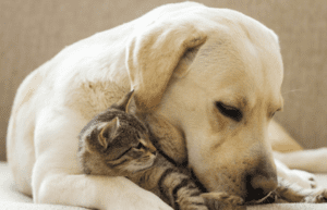 Pets