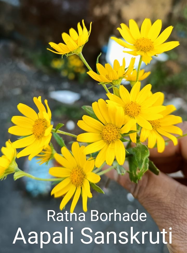 PVS_2021_A2459 image