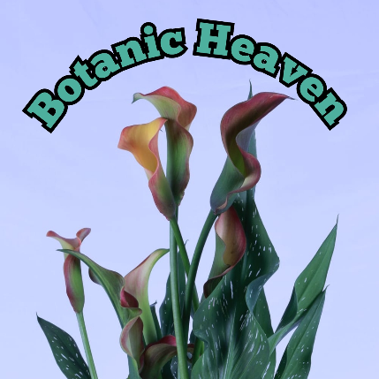 PVS_2021_A4083 image